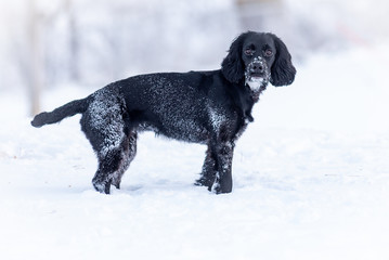 English cocker in winter