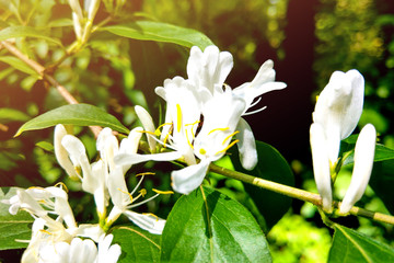 Obraz premium White flowers Lonicera japonica Caprifolium perfoliate honeysuckle on blurred green background, close up, macro