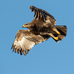 Steppe Eagle