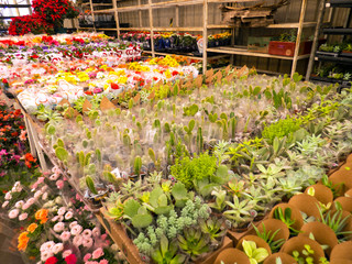 indoor tropical plant and flower market