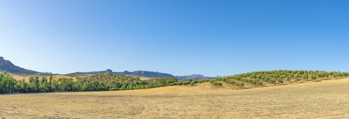In summer, a mountain landscape with a grove of young olive trees. Spain, Andalusia.