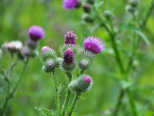 In the meadow among herbs blooms thistle (Carduus) .