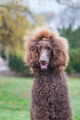 Portrait of a groomed furry adorable brown hair standard poodle