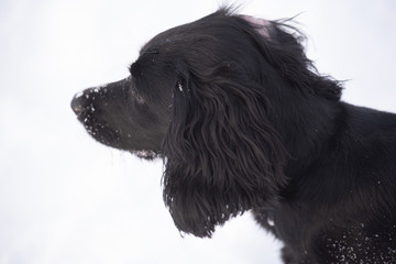 profile of English Cocker Spaniel dog