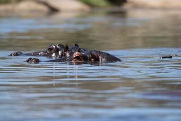 Fototapeta premium Hippopotamus