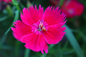 Obraz premium Beautiful Ladybirds on flower