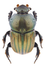Beetle Onitis humerosus on a white background