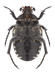 Beetle Oxythyrea abigail (female) on a white background