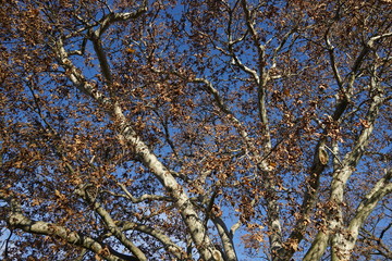 Teilansicht einer alten ahornblättrigen Platane im Winter vor blauem Himmel