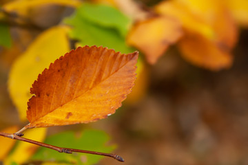 Leaves in the autumn forest. Autumn background. Abstract background of autumn leaves.
