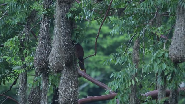Hanging nests of Oropendola montezuma