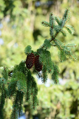 Pine tree branch with cones in botanical garden