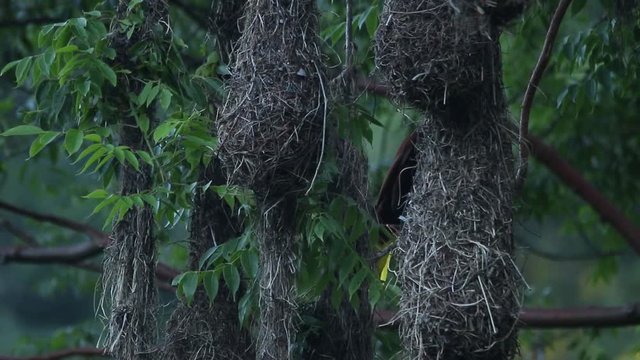 Hanging nests of Oropendola montezuma