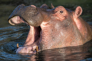 Fototapeta na wymiar Hippopotamus