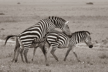 Fototapeta na wymiar Zebra Love