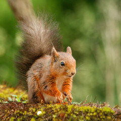red squirrel