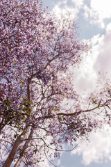 Nature Photos Plant Flowers Landscape