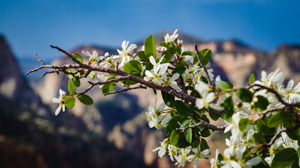 Flowering Branch on Mountain