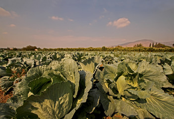 Fototapeta premium Turkey / İzmir / Natural cabbage in the Torbalı plain.