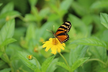 Borboleta Amarela