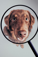 Hund unter Lupe