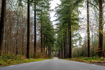 Road through Speulderbos 