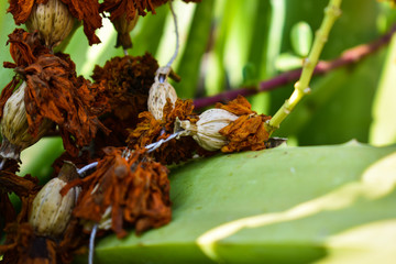dead orange flower on a leaf