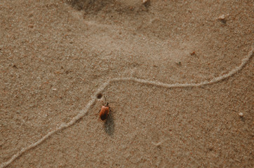 Beach hoppers or sand fleas photo in baltic sea beach