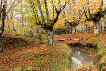 beech in the town of Sarria, on Mount Gorbea