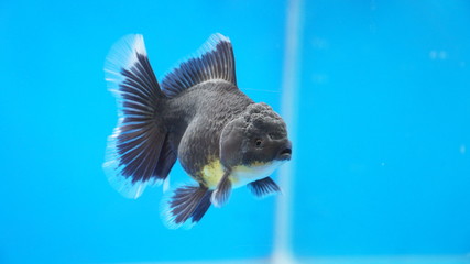 Black Oranda Goldifish