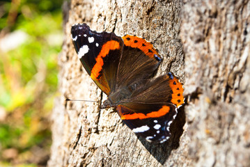 Fototapeta na wymiar Vanessa cardui is a well-known colourful butterfly, known as the painted lady