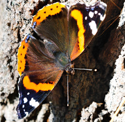 Vanessa cardui is a well-known colourful butterfly, known as the painted lady