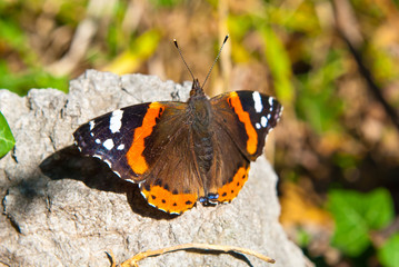 Fototapeta na wymiar Vanessa cardui is a well-known colourful butterfly, known as the painted lady
