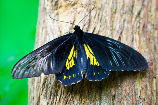 Troides rhadamantus, the golden birdwing, is a birdwing butterfly that inhabits the Philippines.