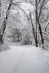 Enchanted Winter Wonderland First Snow Path Heavy snow covers the dark branches along the trail after a snow storm. Snow day. Winter magic. Blanketed in snow.