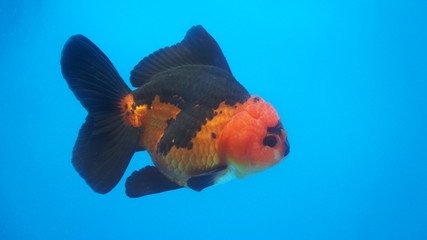 Lionhead Oranda