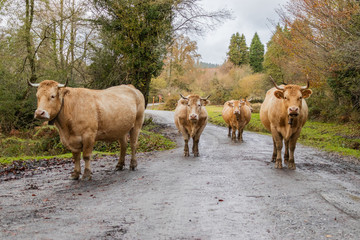 Cows walking along a mountain road, on Mount Gorbea