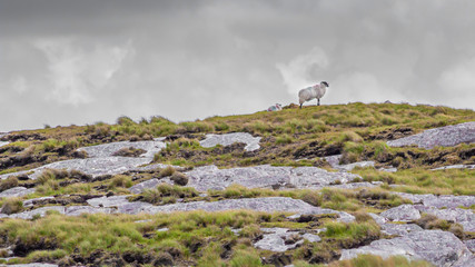 Two Scottish blackfaced sheep painted with red and blue paint on a limestone rock hill in the Irish...