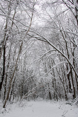Fototapeta premium Enchanted Winter Wonderland First Snow Path Heavy snow covers the dark branches along the trail after a snow storm. Snow day. Winter magic. Blanketed in snow.