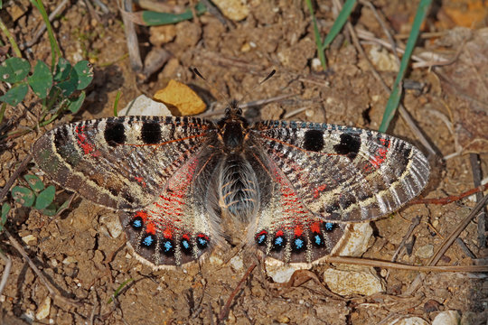 Lying Apollo butterfly (Archon apollinus)
