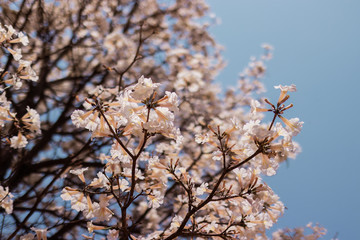 Nature Photos Plant Flowers Landscape