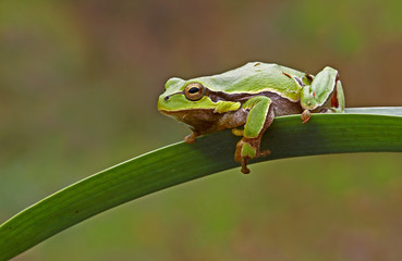 green tree frog (savignyi)