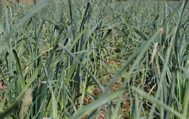 Leeks in the field (Allium porrum)