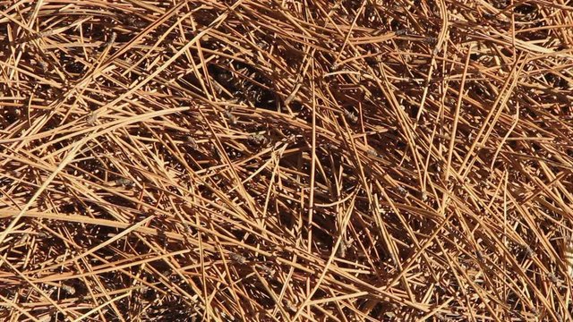Background. Coniferous needles and cones in a pine forest. Many different big cones, needles and tall pines in the summer pine forest.