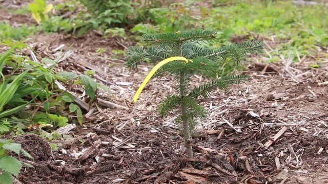 new forest - young pine  just planted