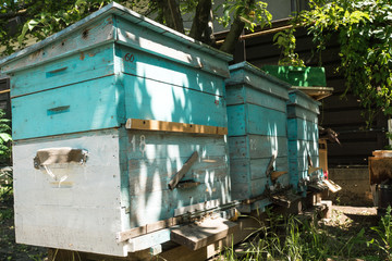 three beehives stand in the garden and the bees collect honey