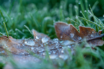 Frozen water drops on an oak leaf lying in grass