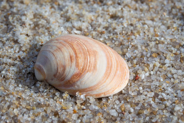 Muschel am Strand