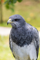 black-breasted eagle resting in his innkeeper