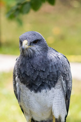 black-breasted eagle resting in his innkeeper